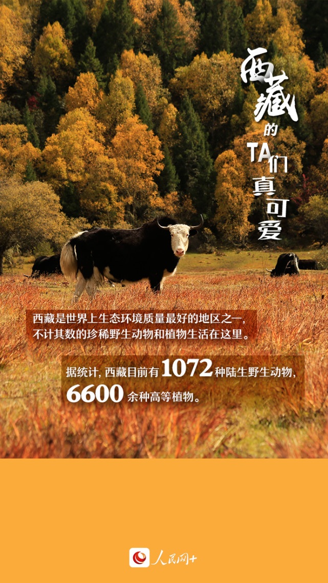 近距離觀察西藏“萌物”，走起！